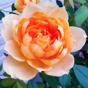 #Lady of Shalott,玄関の画像