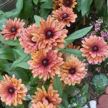 癒しのお花の画像 by saraさん | 小さな庭とルドベキア オータムカラーズと花のある暮らしとかわいいお花♡と癒しのお花とルドベキア♡