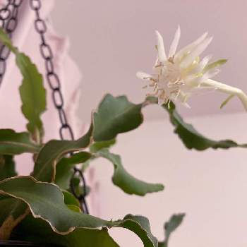 エピフィルム グアテマレンシスの投稿画像一覧 Greensnap グリーンスナップ