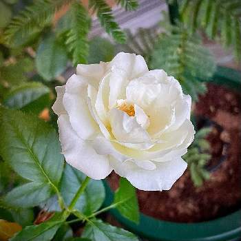 香りのバラの画像 by emiさん | バルコニー/ベランダと ロサオリエンティスとバラとバラ　グラシアールと香りが良いバラと香りが良いと西側ベランダでバラと白い花とベランダ園芸と香りのバラ