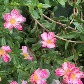 花の記録の画像 by ゆゆさん | 小さな庭とポーチュラカ　しぼり咲きと7月の記録と花の記録と7月の庭と夏の花と綺麗な色