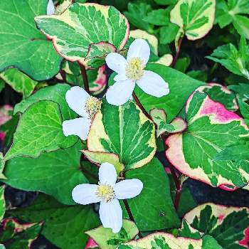 五色ドクダミの投稿画像一覧 Greensnap グリーンスナップ