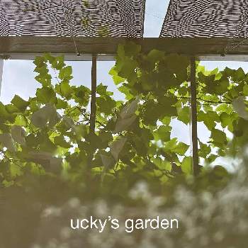 木漏れ日の庭の画像 by うっきさん | 小さな庭と初心者と西陽のきつい庭と木漏れ日の庭と日陰の庭と雨の風景