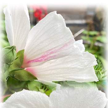 韓国の国花ですの投稿画像一覧 Greensnap グリーンスナップ