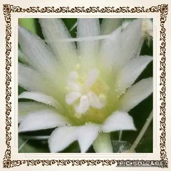 ホッコリの画像 by ちぃままさん | キッチンとサボちゃんとマミラミア・琴糸丸と癒し系とありがとうと花のある暮らしと白い花とホッコリ
