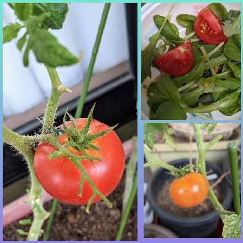 大玉トマトの投稿画像一覧 Greensnap グリーンスナップ