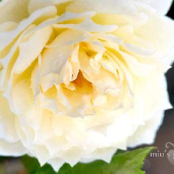 ボレロ バラの画像 by miuさん | 小さな庭と育てる楽しみとばら バラ 薔薇とボレロ バラと花のある暮らしとかわいいな♡と細々とやってます