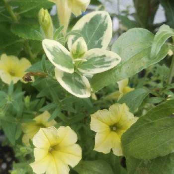 ペチュニア,ツルニチニチソウ,黄色,今日のお花,小さな庭の画像