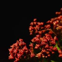 カリフォルニアライラック,マリーサイモン,ライラック,茶色,季節の花の画像