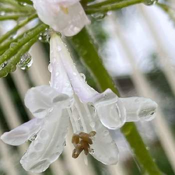 アガパンサス    白の画像 by かもめさん | アガパンサス    白と季節のお花と水滴の水曜日