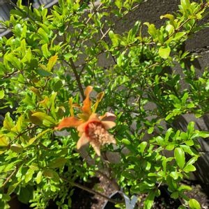 ザクロの花,花のある暮らし,植物のある暮らし,オーガニック,果樹栽培の画像