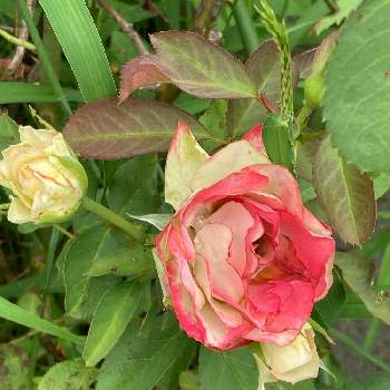 薔薇愛の画像 by 有明の春さん | 薔薇愛とわれら17年組と私の庭と花のある暮らしと大好き♡︎ʾʾとチーム福岡と頑張ってます！