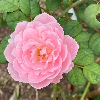 薔薇愛の画像 by 有明の春さん | 薔薇愛とピンクラブとわれら17年組と私の庭と花のある暮らしと大好き♡︎ʾʾとマイブームと上品な美しさ♡とチーム福岡