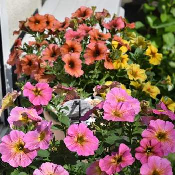 サカタのタネガーデンセンター横浜の投稿画像一覧 Greensnap グリーンスナップ