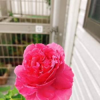 イブピアッチェの投稿画像一覧 Greensnap グリーンスナップ