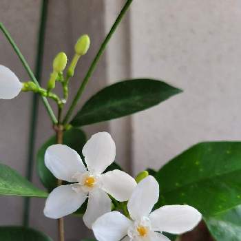 セイロンライティア✨の画像 by 菜の花さん | バルコニー/ベランダと今日の一枚とセイロンライティア✨とお花が可愛いと白い花と小さな花