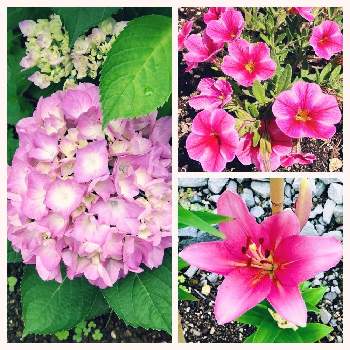PWスーパーベル、ストロベリースライス,すかしゆり,ハイドランジア,ピンクの花,小さな庭の画像