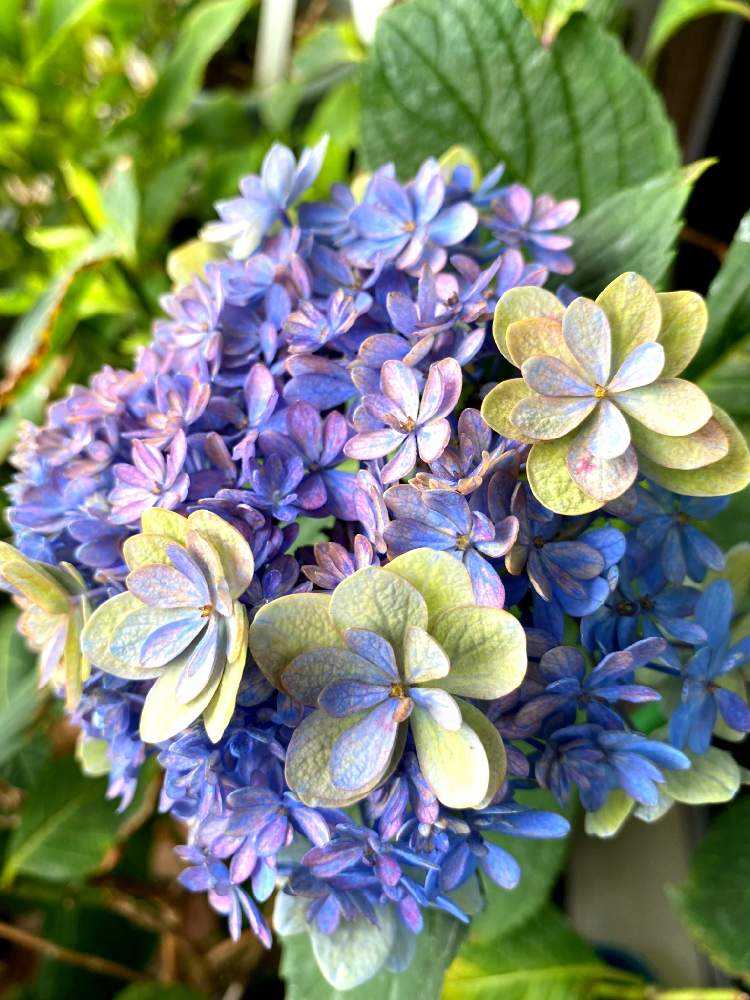 2022年 我が家で開花した紫陽花💠✨｜🍀GreenSnap（グリーン