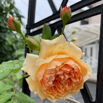 バラクラウンプリンセスマルガリータの画像 by ガーデンローズさん | テラスとサマーローズを咲かそうとバラクラウンプリンセスマルガリータとガーデンローズの庭とわたしのクラウンプリンセスマルガリータとばら バラ 薔薇とバラが咲いたと小さなバラのテラスとバラのある暮らしとGS映えと夏の花と雨に映える花2022とバラのおかげと鉢でバラを育てるとガーデニングとバラが好きと花のある暮らしとバラに囲まれてとロザリアンとバラを楽しむとバラと暮らす幸せ