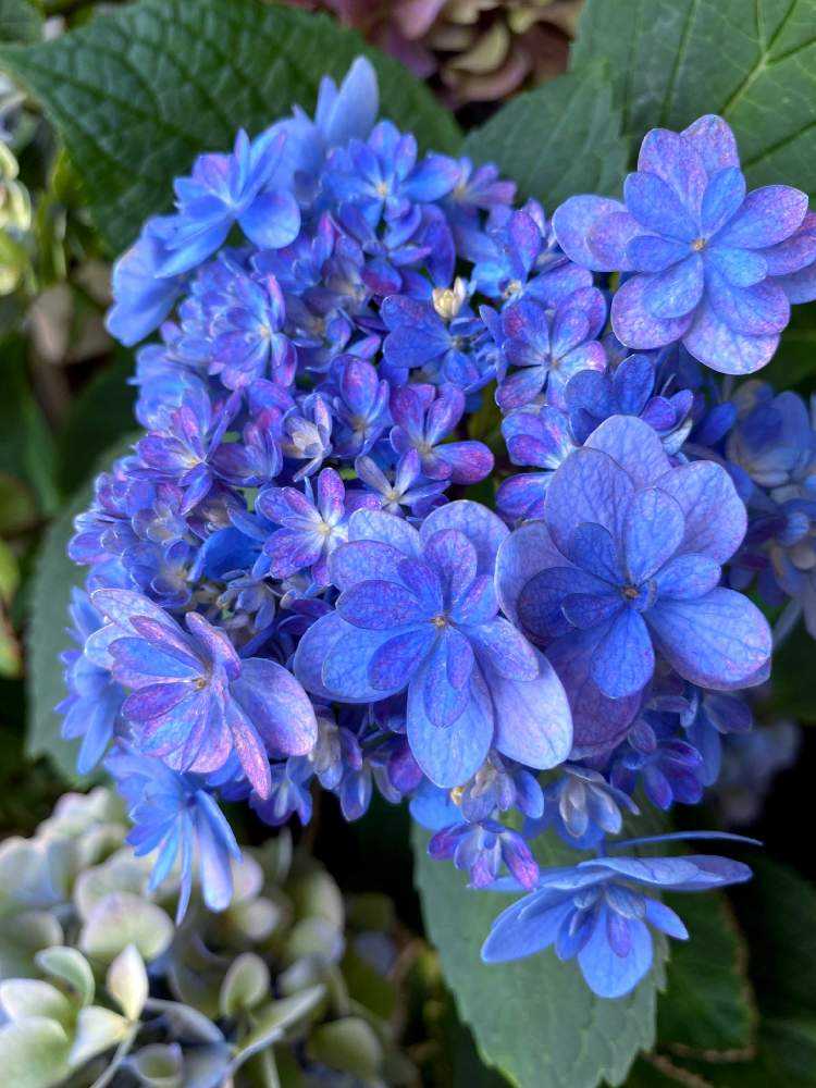 2022年 我が家で開花した紫陽花💠✨｜🍀GreenSnap（グリーン