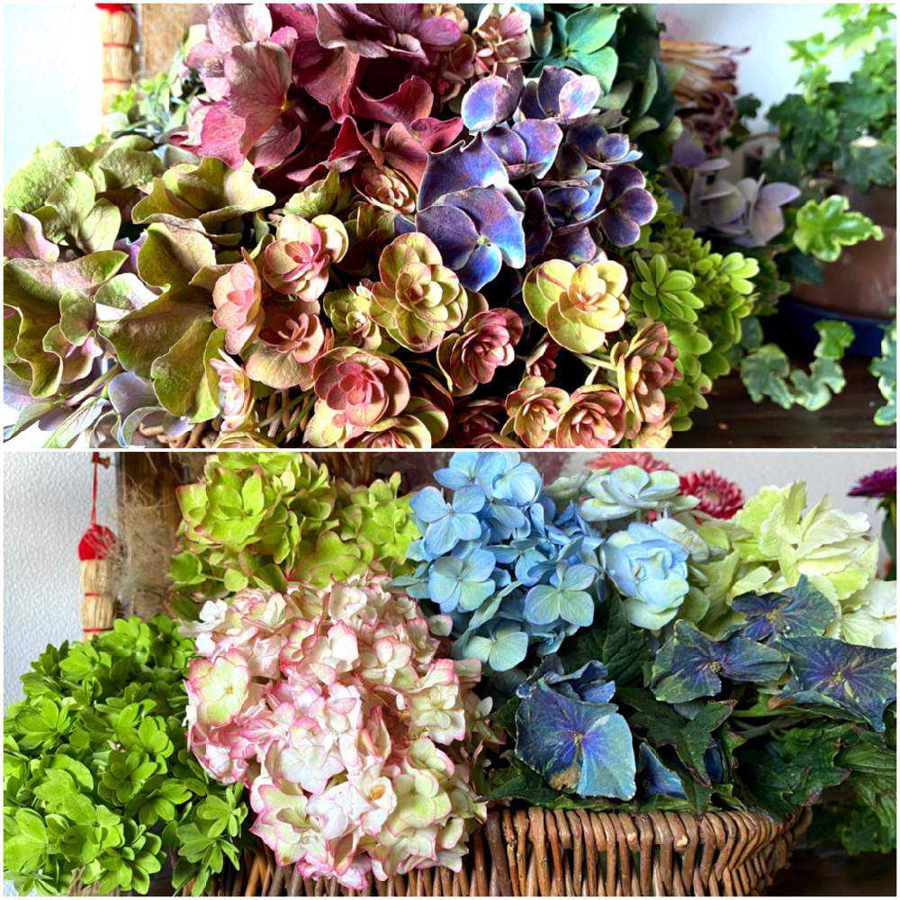 2022年 我が家で開花した紫陽花💠✨｜🍀GreenSnap（グリーン