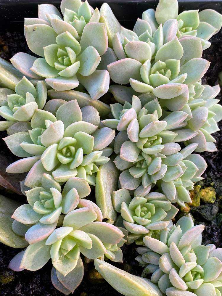 多肉植物　白牡丹　葉挿し抜き苗２つ 1657707192000_thum_638416_phot