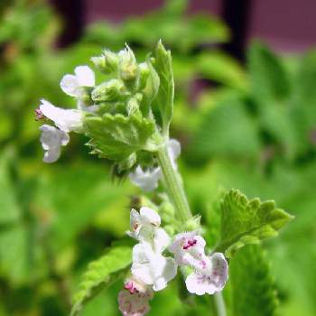 キャットニップの投稿画像一覧 Greensnap グリーンスナップ