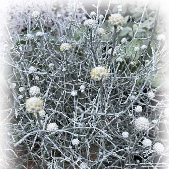 カロケファルス プラチーナの投稿画像一覧 Greensnap グリーンスナップ