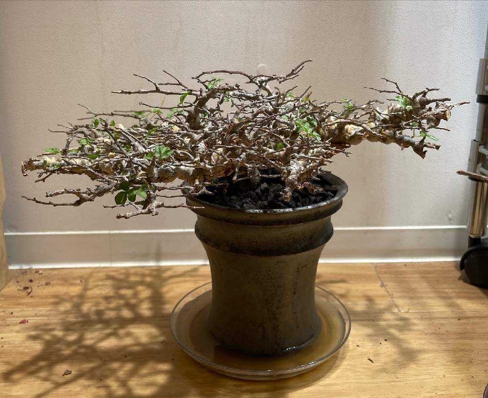 エイル フラワー・ガーデニング な*ち様 コミフォラエイル挿し木