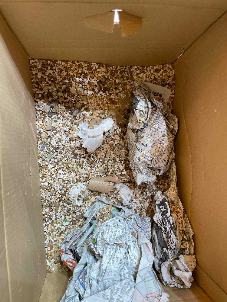 コミフォラ エイル 管理記録｜🍀GreenSnap（グリーンスナップ）