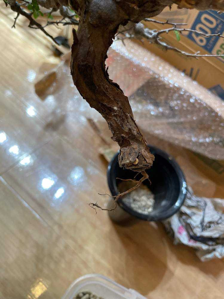 コミフォラ エイル 管理記録｜🍀GreenSnap（グリーンスナップ）