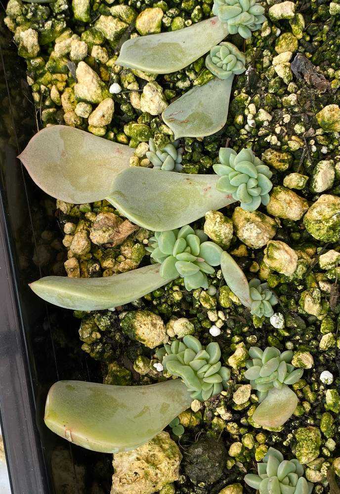 白牡丹の葉挿しっ子の成長記録 2022.12.5更新｜🍀GreenSnap（グリーン