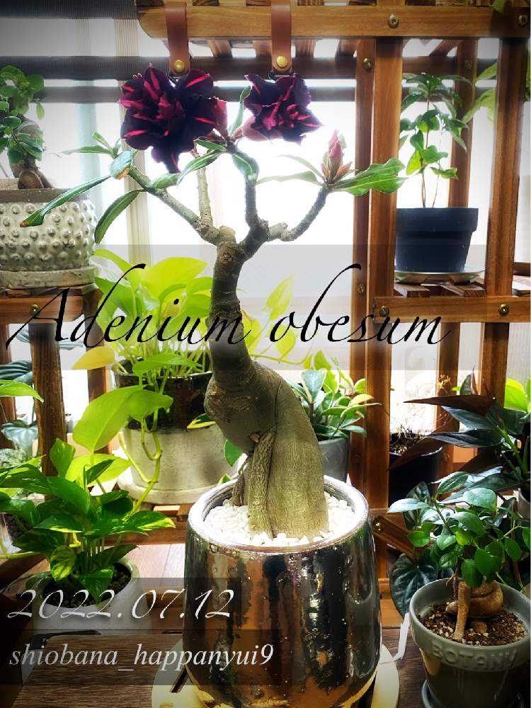 開花開始　アデニウム　花芯は白のグラデーション アデニウムとは｜育て方がわかる植物図鑑｜みんなの趣味の園芸