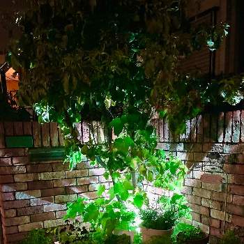 夜の庭の画像 by へっちさん | 小さな庭と夜の庭と寄せ植えとハーブと玄関ディスプレイとポスト下の花壇