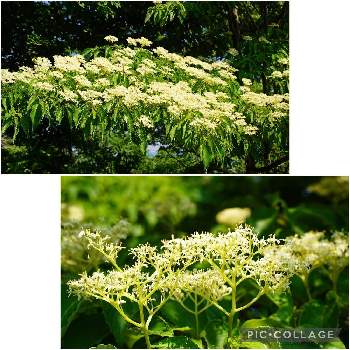 ミズキ科ミズキ属の投稿画像一覧 Greensnap グリーンスナップ