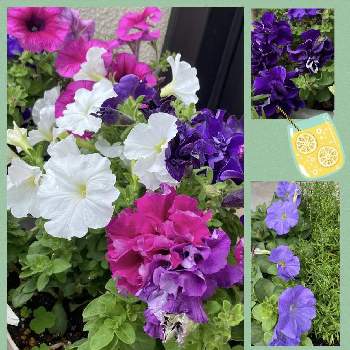八重の花の画像 by julianさん | エントランスとピンクの花と八重の花と☀️enjoy.summer☀️と紫色の花とおうち園芸と今日のお花と綺麗と白いお花と乙女色クラブと可愛いとガーデニング
