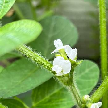 枝豆の花の一覧 Greensnap グリーンスナップ