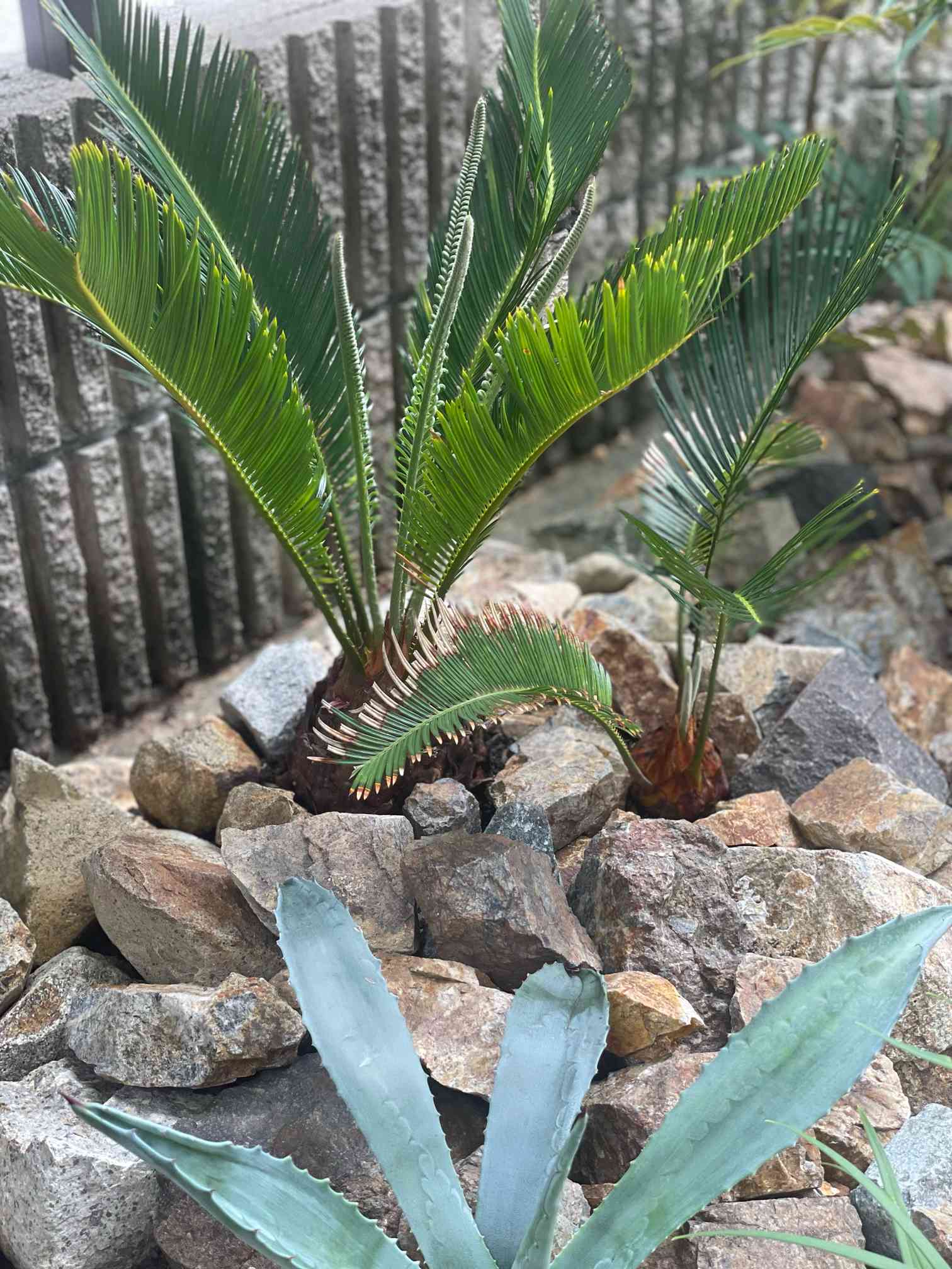 ★専用★　斑入り蘇鉄　黄金蘇鉄 黄金ソテツの一覧｜🍀GreenSnap（グリーンスナップ）