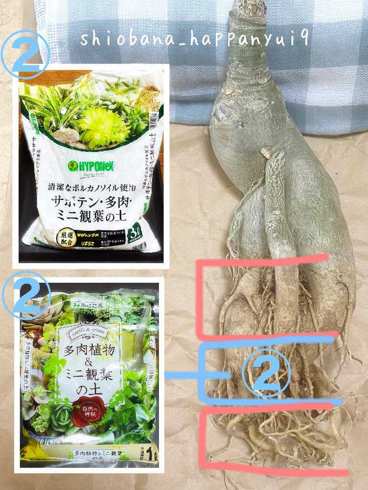 アデニウム・オベスム】開花までの記録！！｜🍀GreenSnap（グリーン