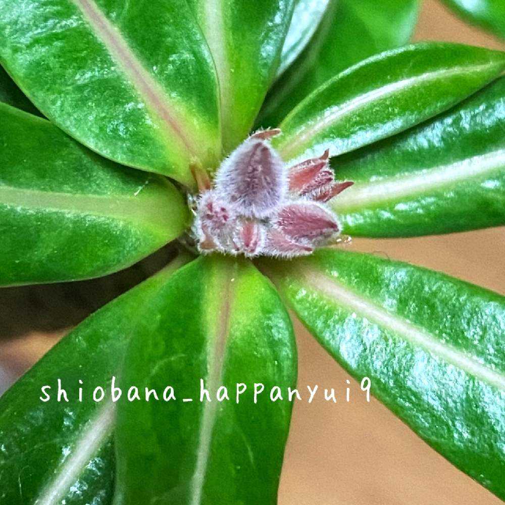 開花開始 アデニウム 花芯は白のグラデーション 【公式通販】