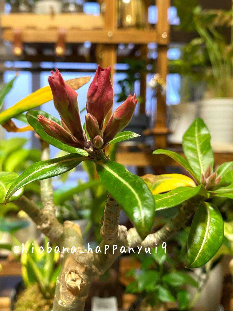 アデニウム・オベスム】開花までの記録!!|🍀GreenSnap アデニウム・オベスム】開花までの記録!!|🍀GreenSnap