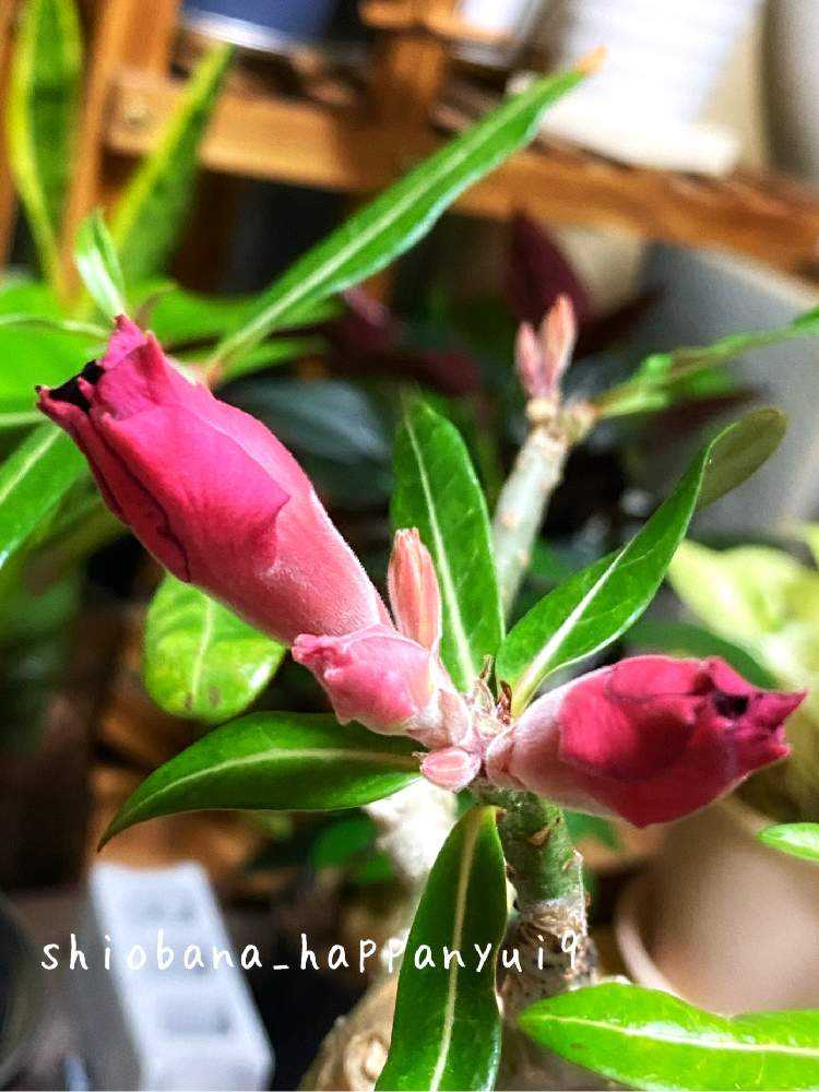 アデニウム・オベスム】開花までの記録！！｜🍀GreenSnap（グリーン
