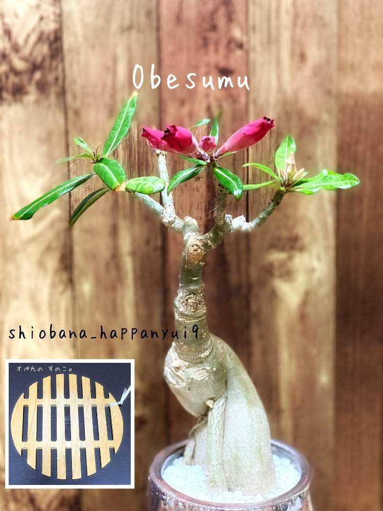 アデニウム・オベスム】開花までの記録!!|🍀GreenSnap アデニウム・オベスム】開花までの記録!!|🍀GreenSnap