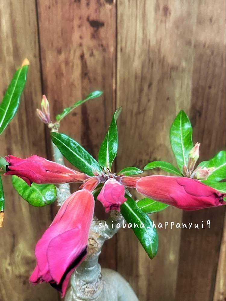 アデニウム・オベスム】開花までの記録！！｜🍀GreenSnap（グリーン
