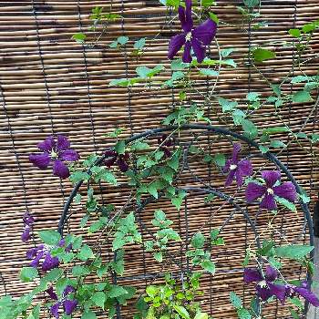 クレマチス エトワールバイオレットの投稿画像一覧 Greensnap グリーンスナップ