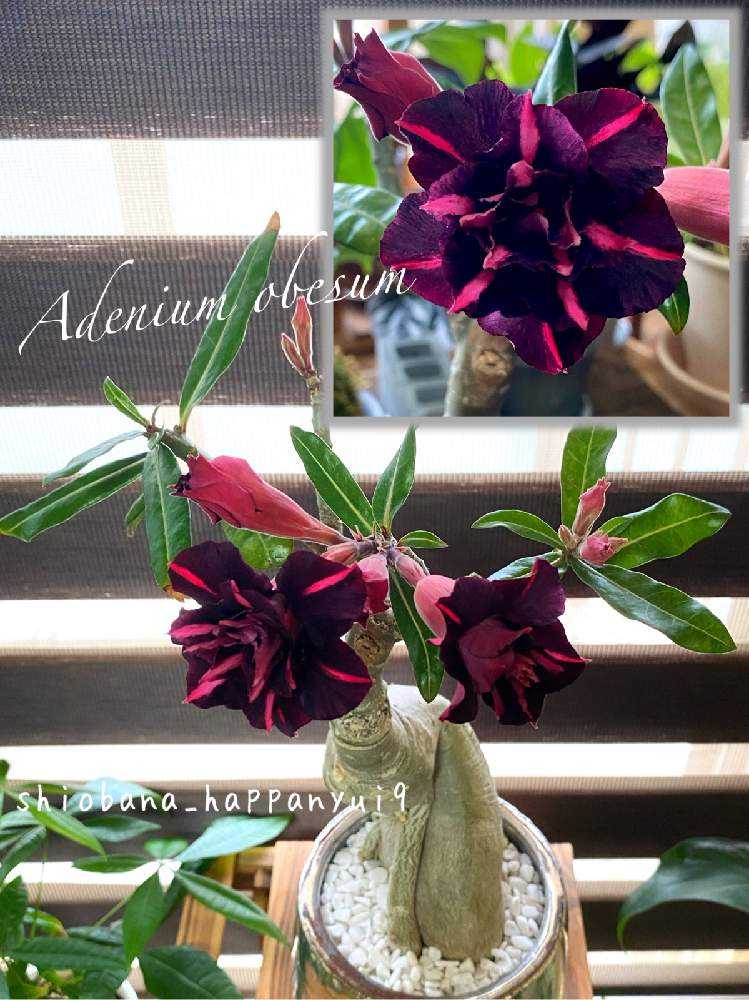 アデニウム・オベスム】開花までの記録！！｜🍀GreenSnap（グリーン
