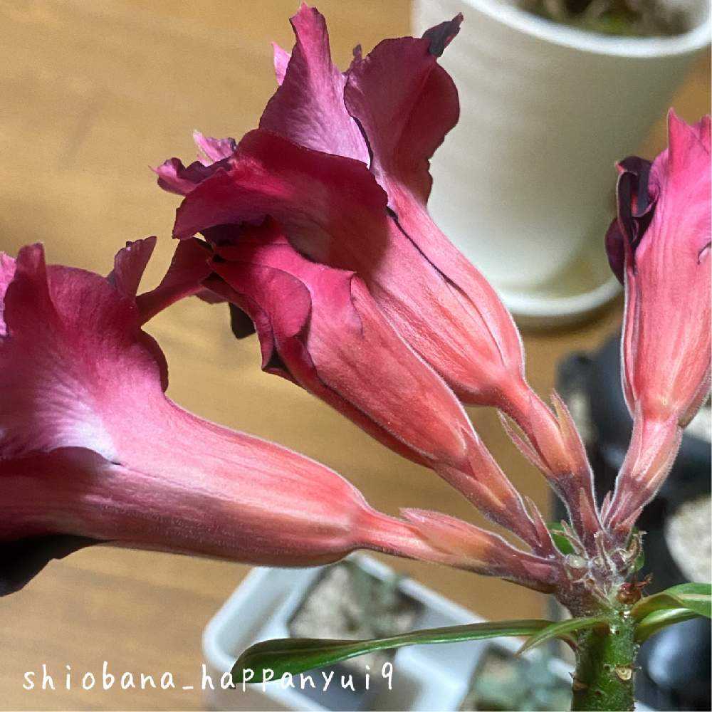 アデニウム・オベスム】開花までの記録！！｜🍀GreenSnap（グリーン