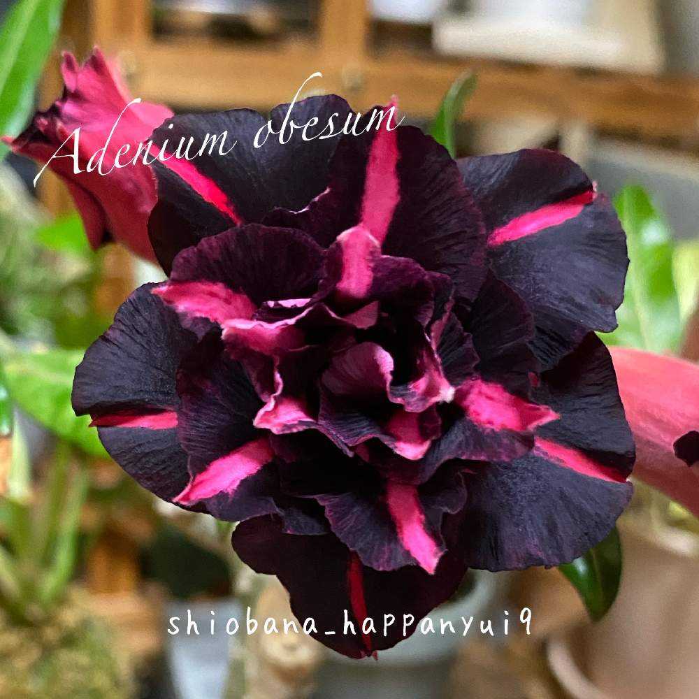 アデニウム 濃いピンク アデニウム 濃いピンク