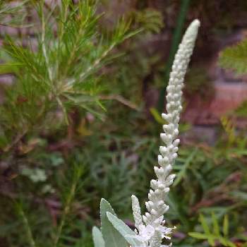 白花トウテイランの投稿画像一覧 Greensnap グリーンスナップ