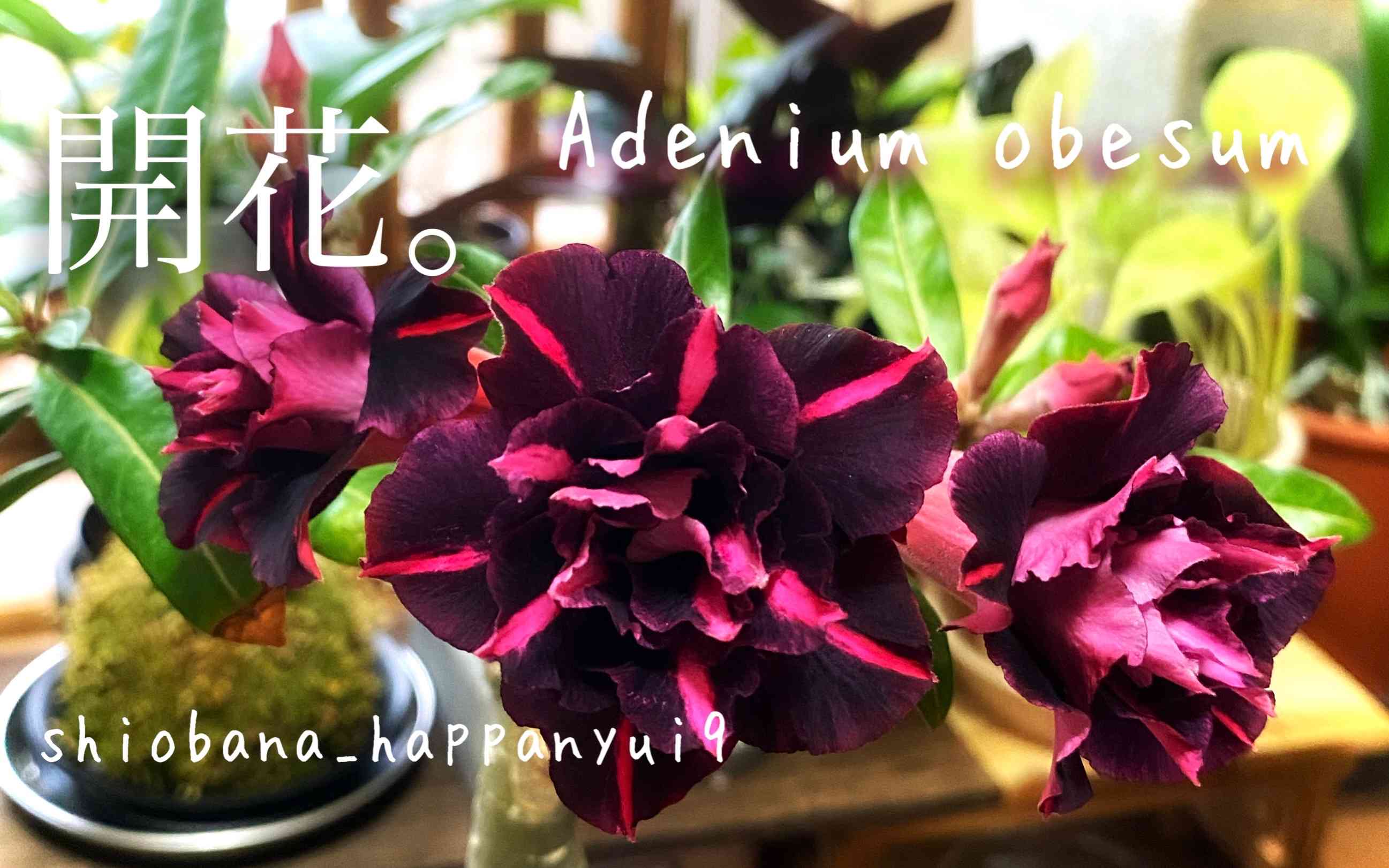 アデニウム・オベスム】開花までの記録！！｜🍀GreenSnap（グリーン
